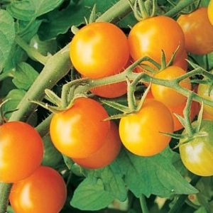 sementes tomate cereja laranja 2 5 e1494942180703
