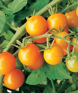 sementes tomate cereja laranja 2 5 e1494942180703