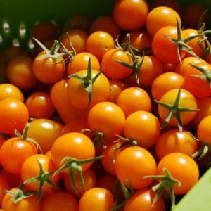 sementes tomate cereja laranja 2 7 e1494940184987