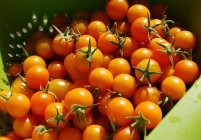 sementes tomate cereja laranja 2 7 e1494940184987
