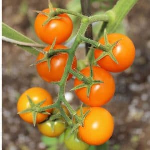 sementes tomate cereja laranja 2 8 e1494940158457