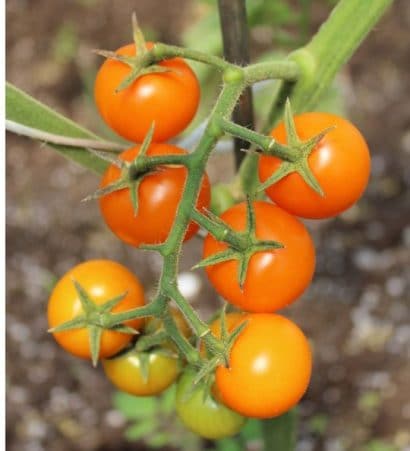 sementes tomate cereja laranja 2 8 e1494940158457