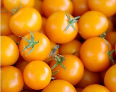 sementes tomate cereja laranja 2 9 e1494940127920