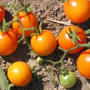 sementes tomate cereja laranja 2 e1494942265823