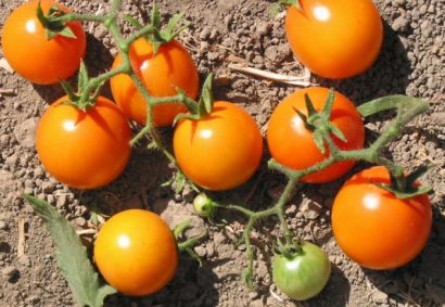 sementes tomate cereja laranja 2 e1494942265823