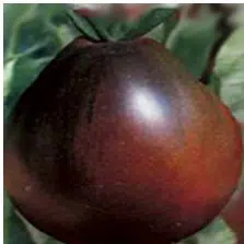 sementes tomate trifele japones 2 10 e1494884718548