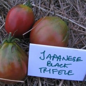 Sementes Tomate Trifele Japonês