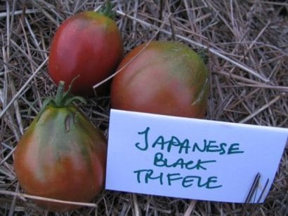 sementes tomate trifele japones 2 11 e1494884667409