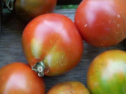 sementes tomate trifele japones 2 12 e1494884593458