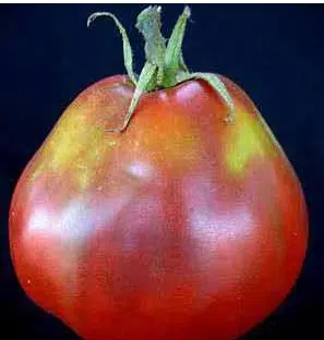 sementes tomate trifele japones 2 13 e1494884554660