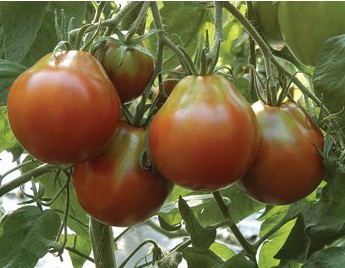 sementes tomate trifele japones 2 5 e1494888876551