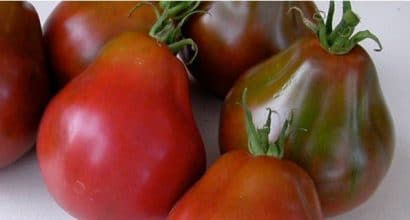 sementes tomate trifele japones 2 e1494889024764