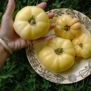 Tomate Great White Beefsteak ORGÂNICO