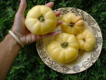 tomate great white beefsteak organico 2 4 e1495053020785