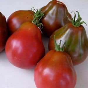 tomate trifele japones
