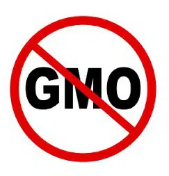 sementes alface tom thumb organico 2 2 e1495136449871