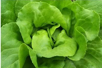 sementes alface tom thumb organico 2 3 e1494874027525