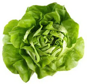 sementes alface tom thumb organico 2 6 e1495136413260