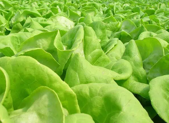 sementes alface tom thumb organico 2 7 e1494873818408