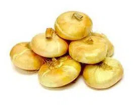 sementes cebola yellow cipollini 2 11 e1495136067663