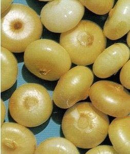 Sementes Cebola Yellow Cipollini
