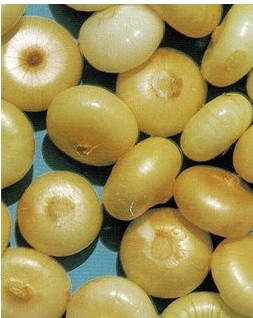 Sementes Cebola Yellow Cipollini