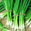 sementes cebolinha tokyo longa organico 0471 e1494871190334