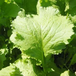 sementes de mostarda crespa gigante 2 8