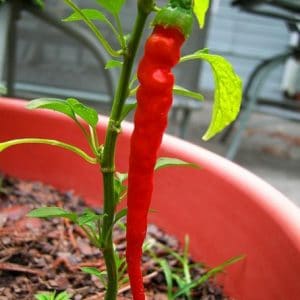 sementes organicas de pimenta cayenne 2 10 e1494871543951