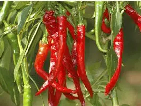 sementes organicas de pimenta cayenne 2 11 e1494871475835