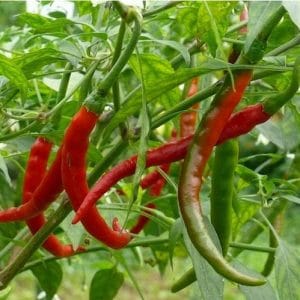 sementes organicas de pimenta cayenne 2 15 e1494871233978