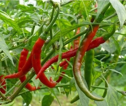 sementes organicas de pimenta cayenne 2 15 e1494871233978