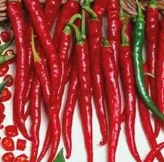 sementes organicas de pimenta cayenne 2 5 e1494871902954