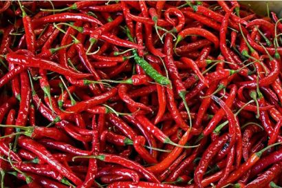 sementes organicas de pimenta cayenne 2 6 e1494871854129