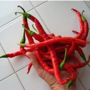 sementes organicas de pimenta cayenne 2 7 e1494871786212