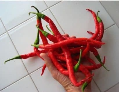 sementes organicas de pimenta cayenne 2 7 e1494871786212