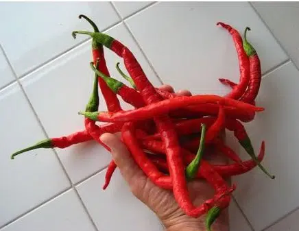 sementes organicas de pimenta cayenne 2 7 e1494871786212