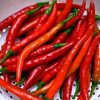 sementes organicas de pimenta cayenne 7613 e1494872038633