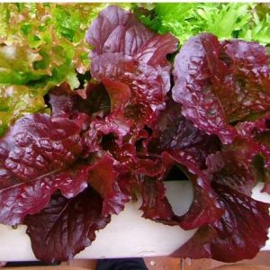 alface red salad2 e1494695899842