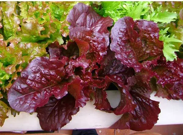 alface red salad2 e1494695899842