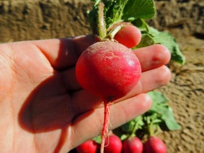 radish cherry belle rabanete1