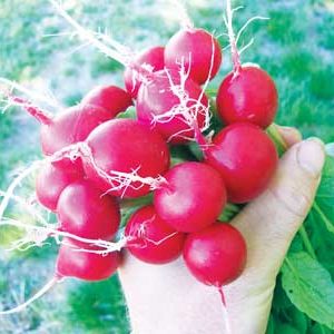 radish cherry belle rabanete2