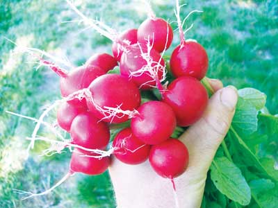radish cherry belle rabanete2