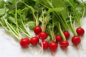 radish cherry belle rabanete3