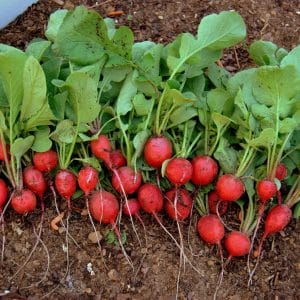 radish cherry belle rabanete4 scaled