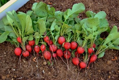 radish cherry belle rabanete4 scaled