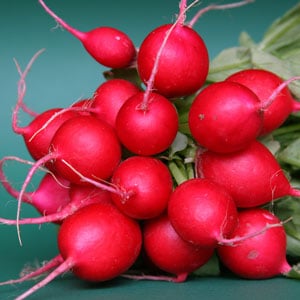 radish cherry belle rabanete5