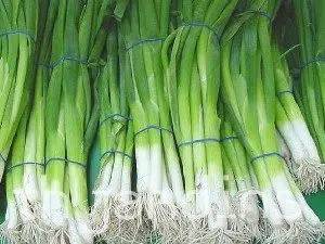 cebolinha evergreen organico 2 6