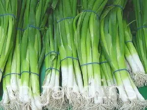 cebolinha evergreen organico 2 6