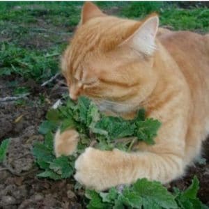 erva dos gatos catnip organico 2 4 e1494870623542